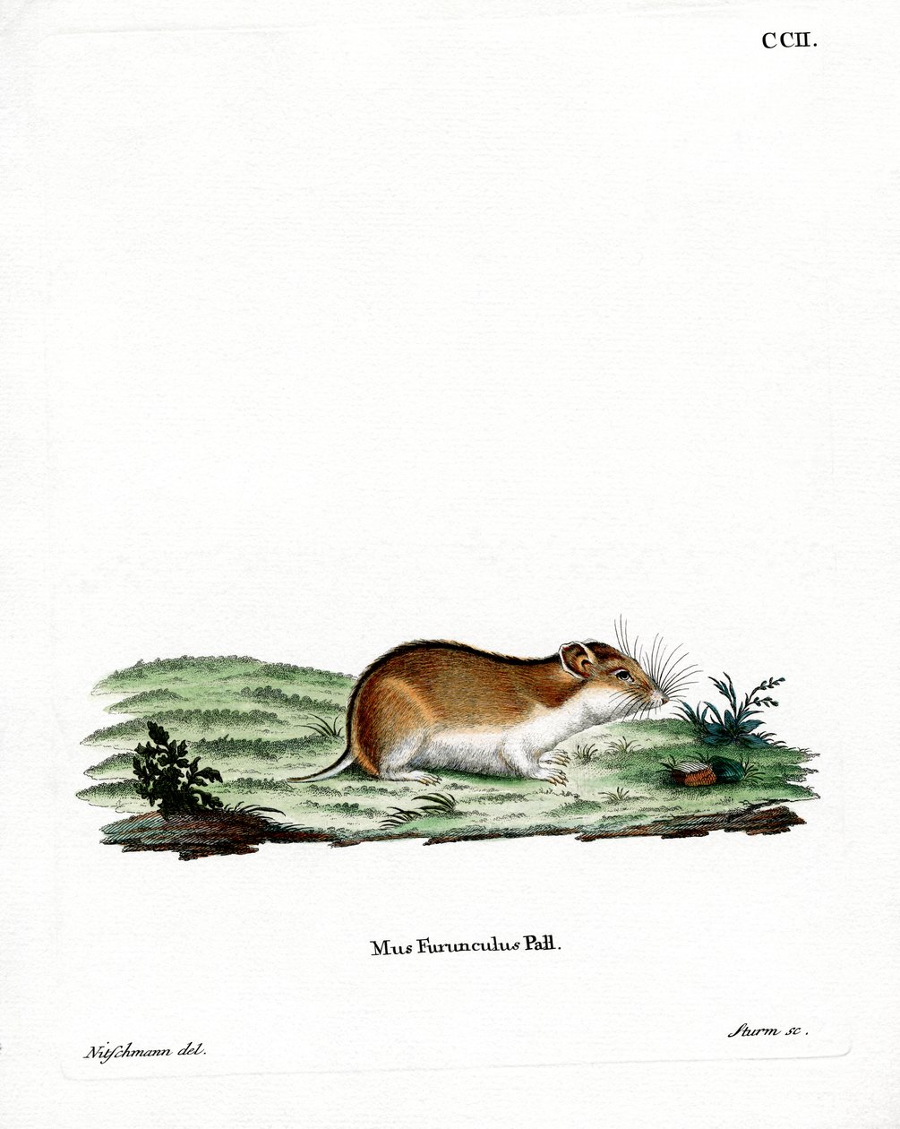 Kinesisk stripete hamster (farget gravering) av German School