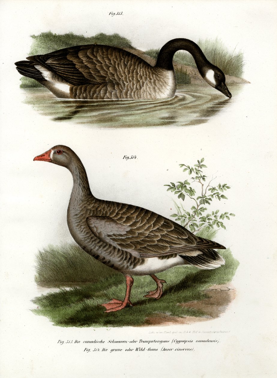 Kinesisk gås, 1864 av German School