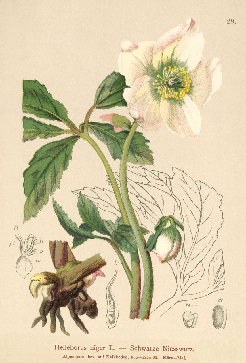 Julerose (Helleborus niger) av German School