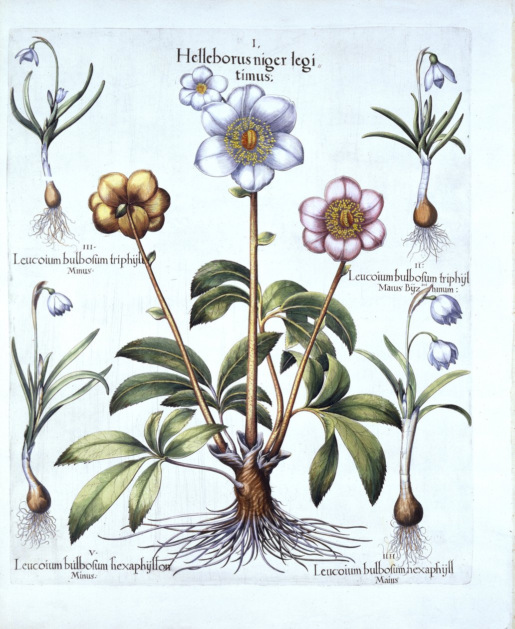Christmas Rose and Snowdrop Variations, fra Hortus Eystettensis, av Basil Besler (1561-1629), pub. 1613 (håndfarget gravering) av German School
