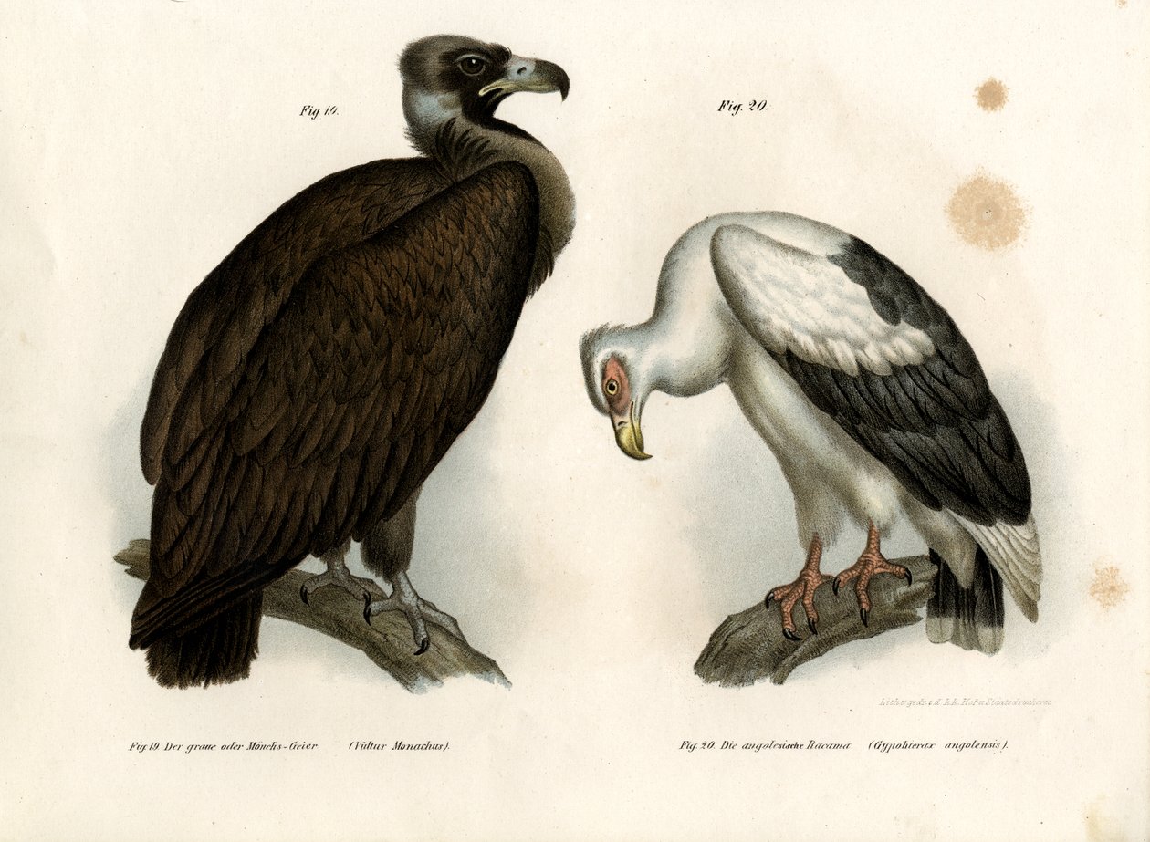 Cinereous Vulture, 1864 av German School