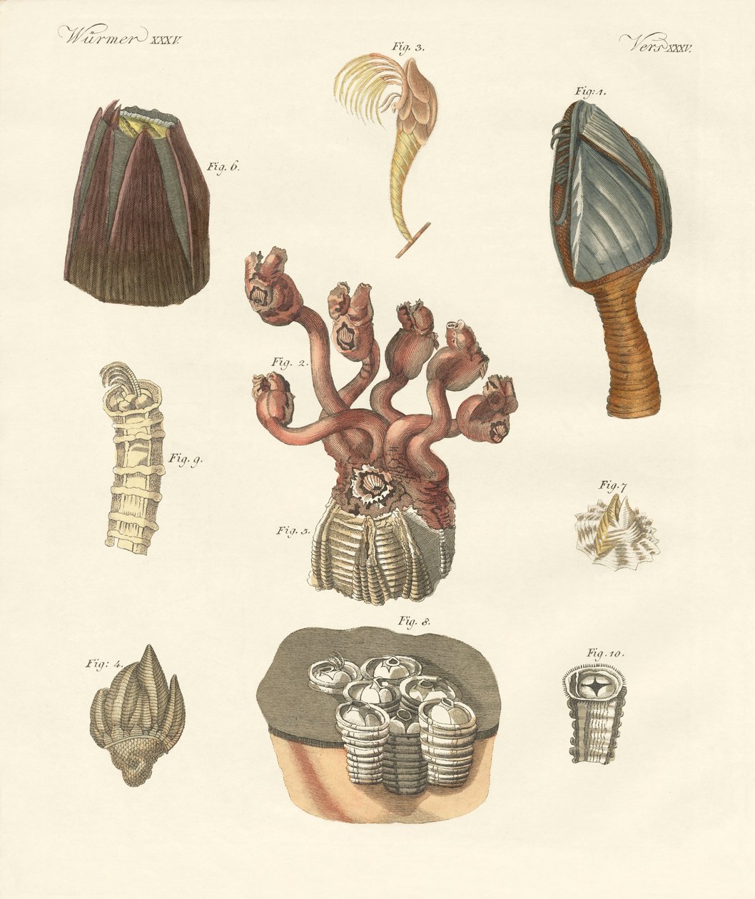 Cirrhipodas, Bristleworms eller brachiopoder (farget gravering) av German School