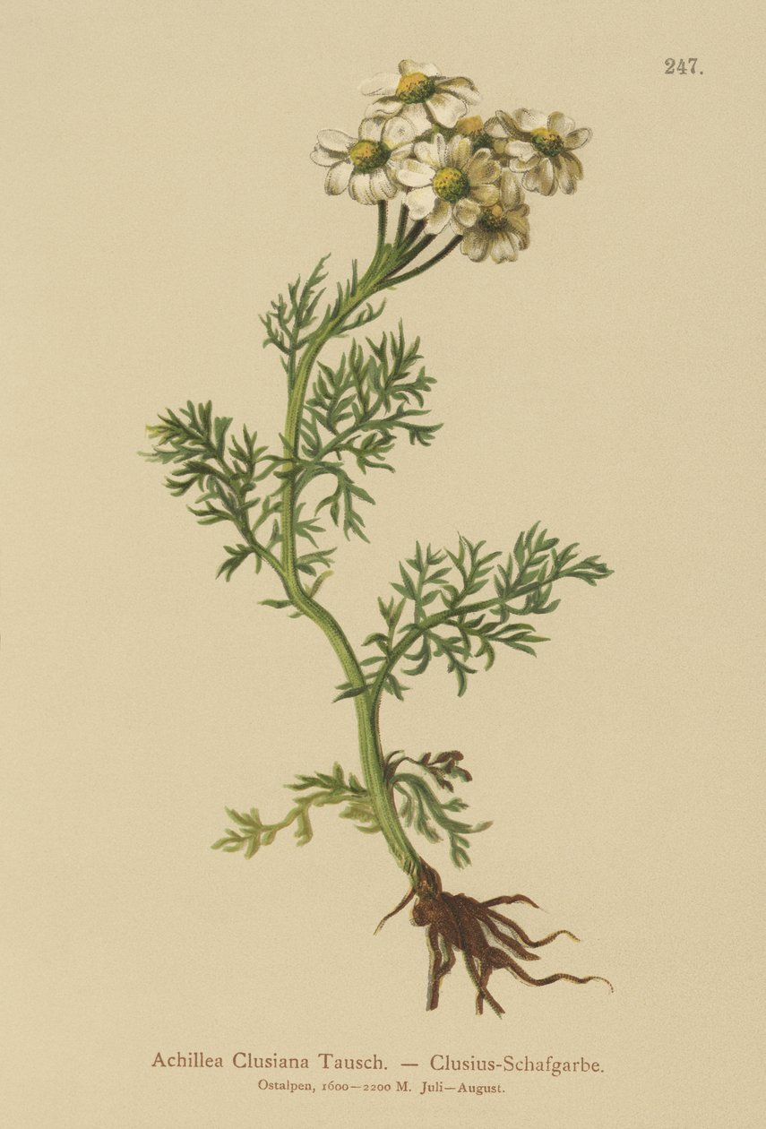Clusius Ryllik (Achillea Clusiana, Achillea atrata ssp. clusiana) av German School