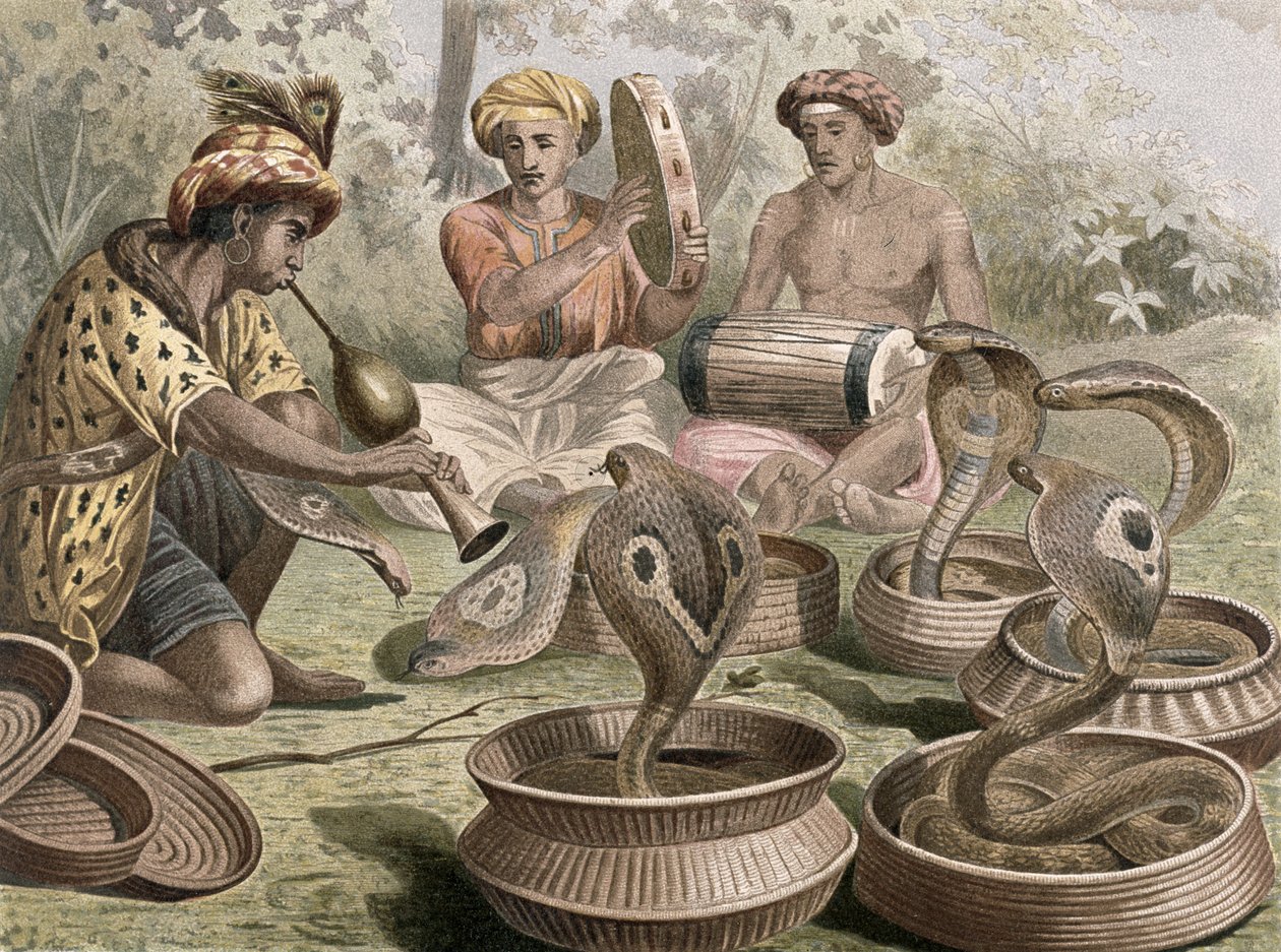 Cobra, plate fra Brehm