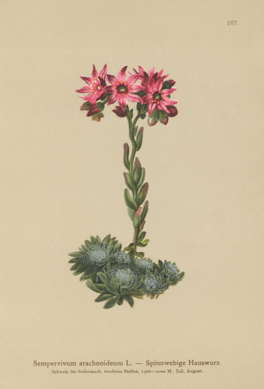 Cobweb Houseleek (Sempervivum arachnoideum, Sedum arachnoideum, Sempervivum sanguineum) av German School