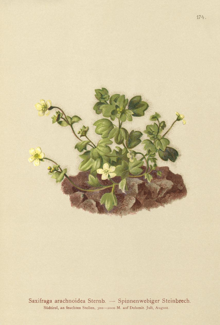 Cobweb Saxifrage (Saxifraga arachnoidea) av German School