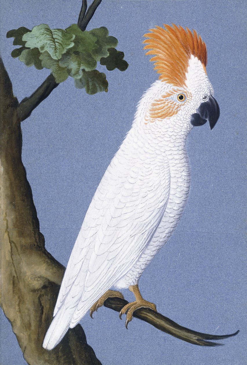 Kakadu, 1750-1800 av German School