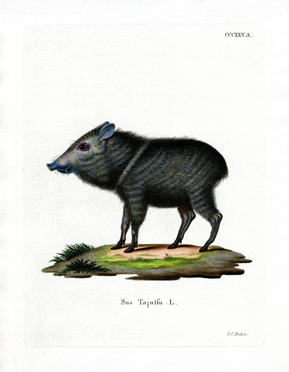 Collared Peccary (farget gravering) av German School