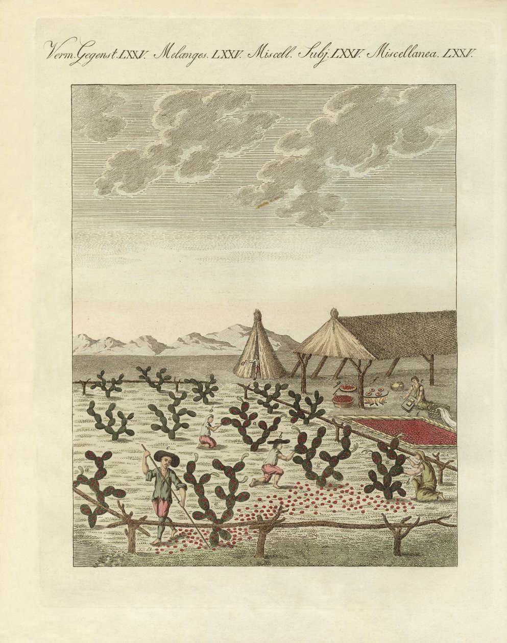 Samle cochenilles (farget gravering) av German School