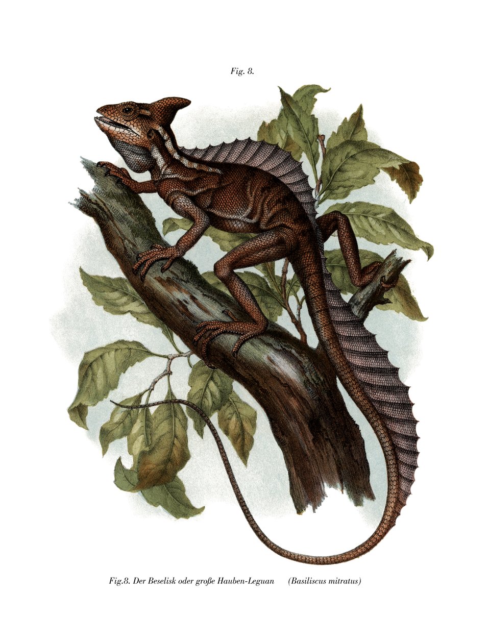 Vanlig basilisk (farge litho) av German School