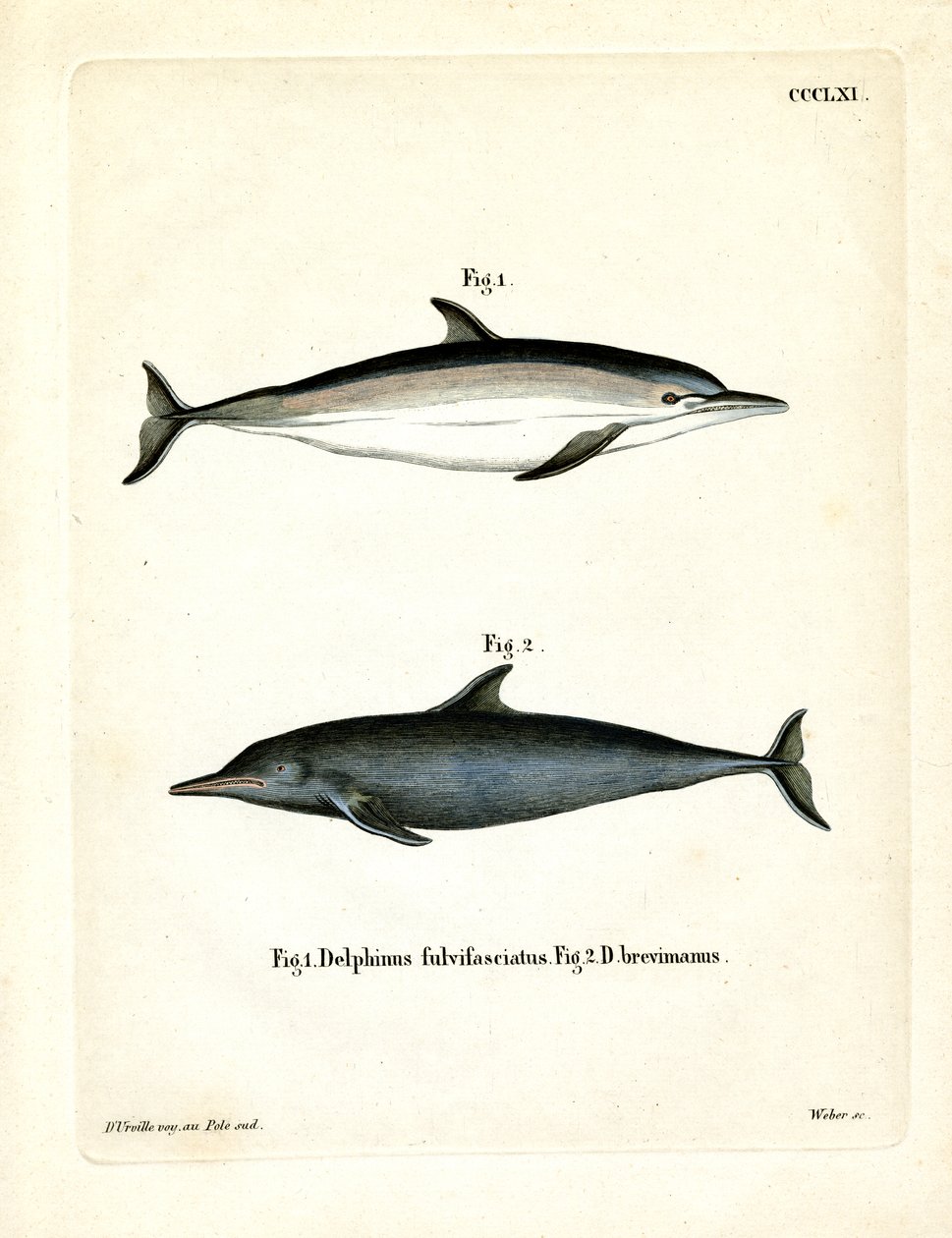 Vanlig delfin (farget gravering) av German School