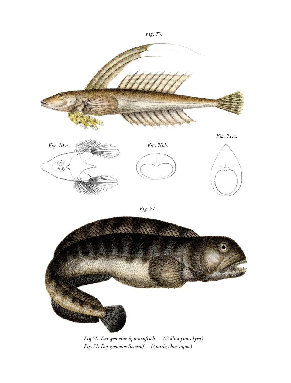 Common Dragonet (farge litho) av German School