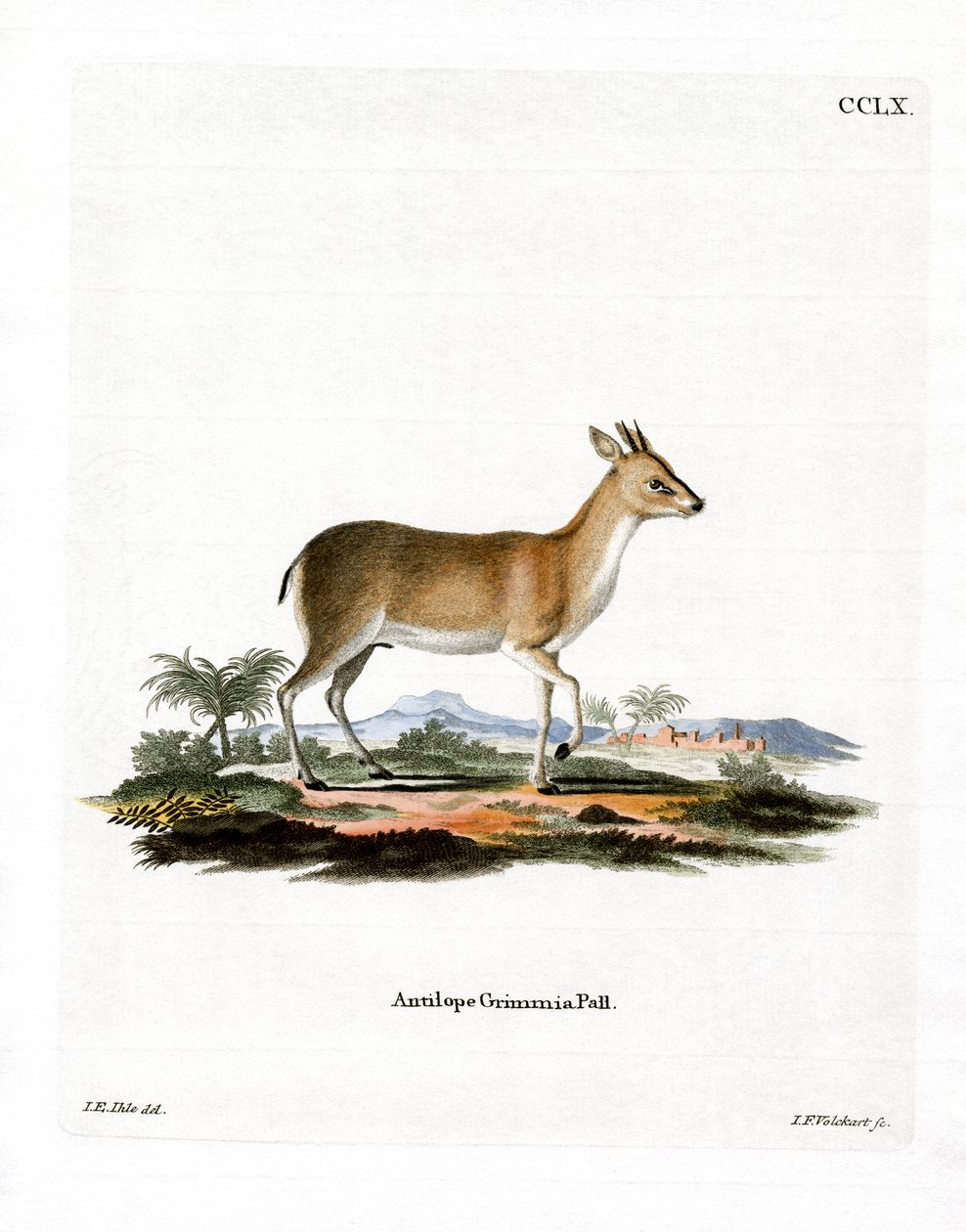 Common Duiker (farget gravering) av German School