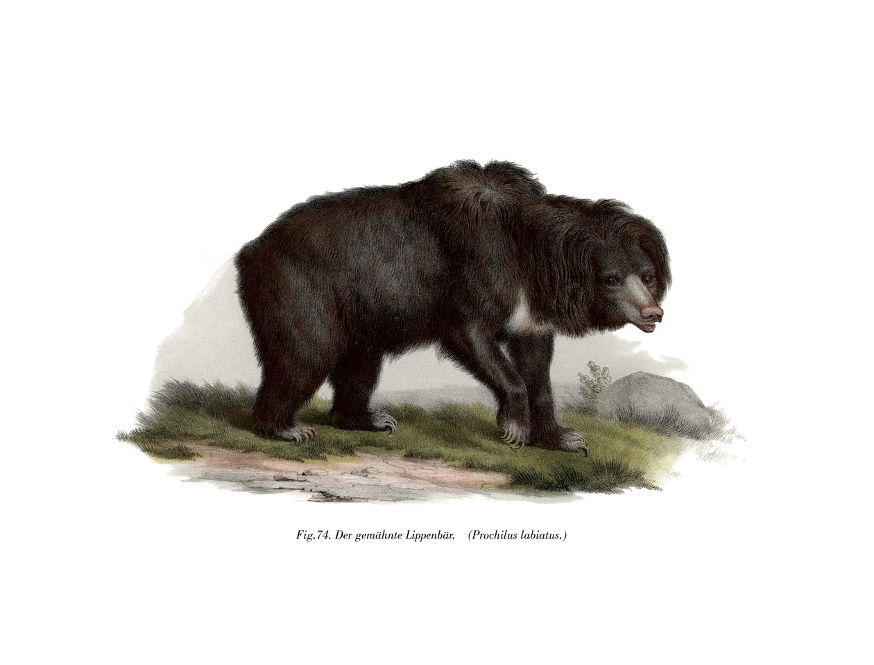 Vanlig indisk dovendyrbjørn, 1860 av German School