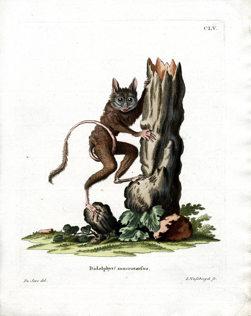Common Mouse Opossum (farget gravering) av German School