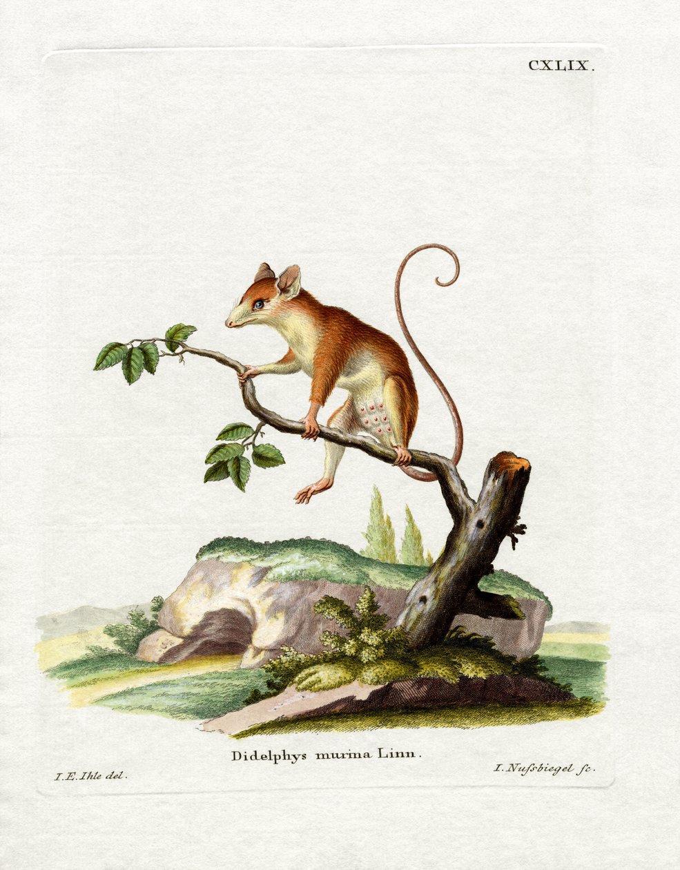 Common Mouse Opossum (farget gravering) av German School