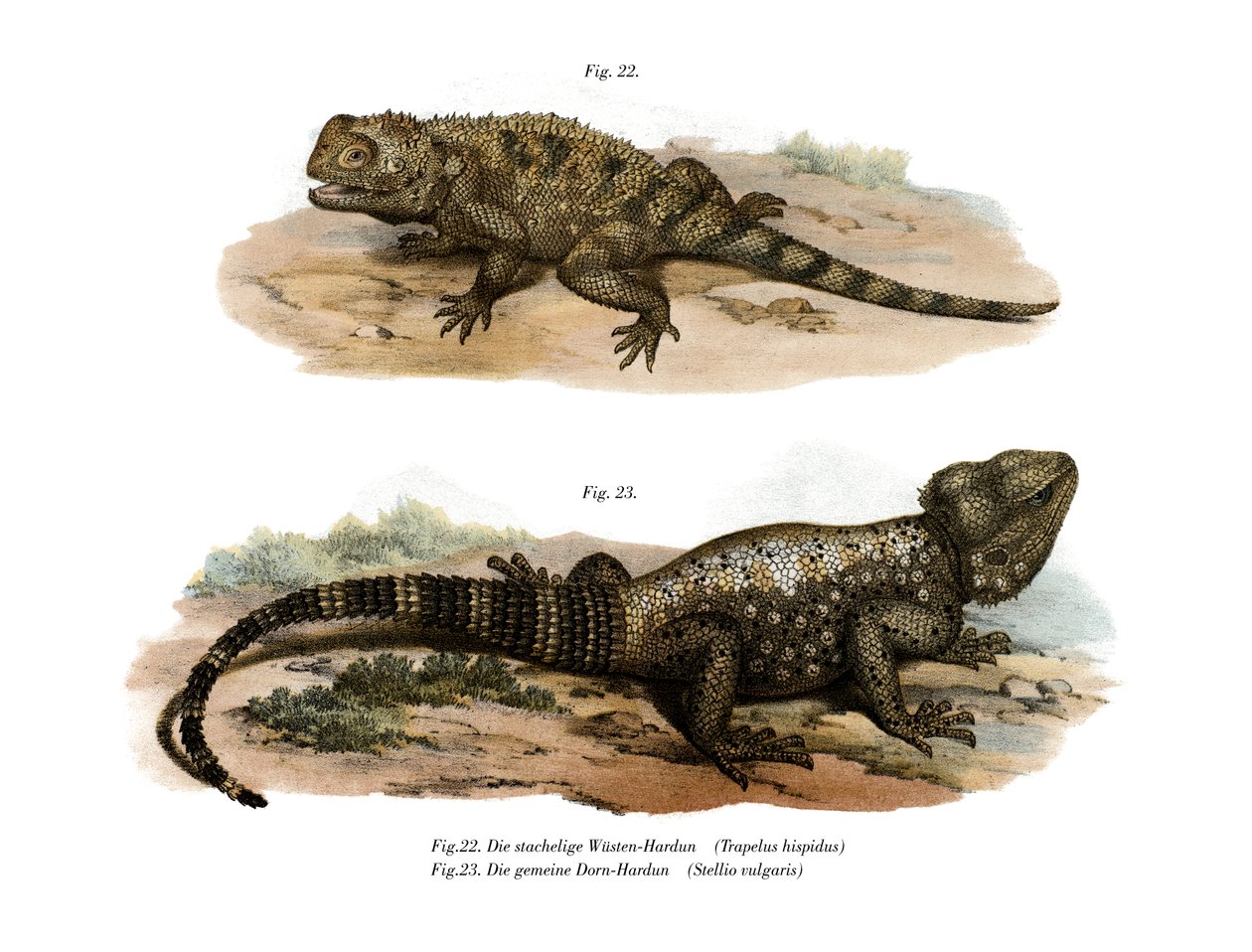 Vanlig Spiny Agama (farge litho) av German School