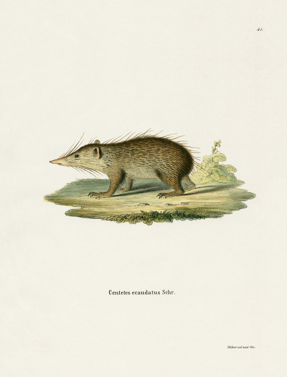 Common Tenrec (farget gravering) av German School