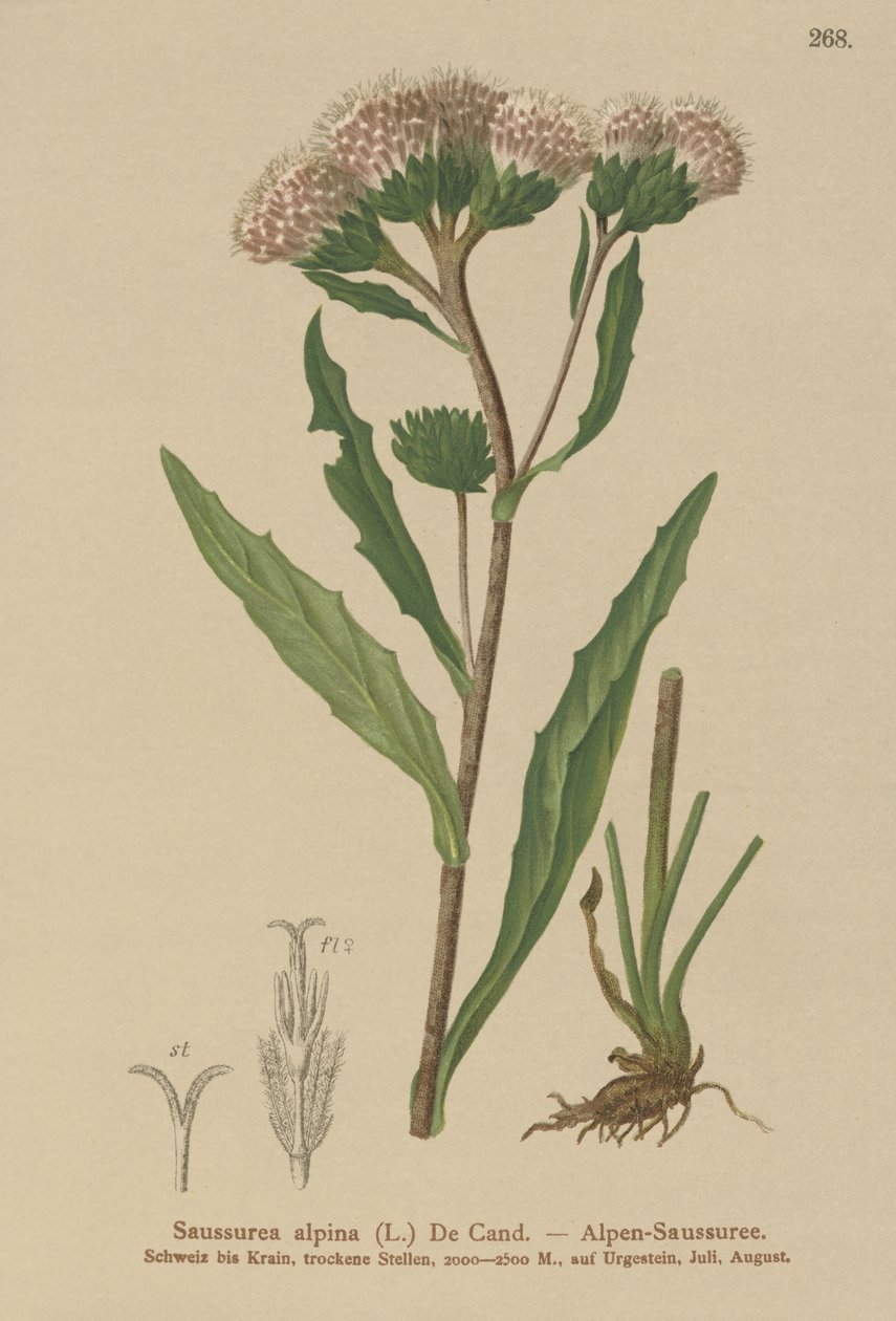 Vanlig sagurt (Saussurea alpina) av German School