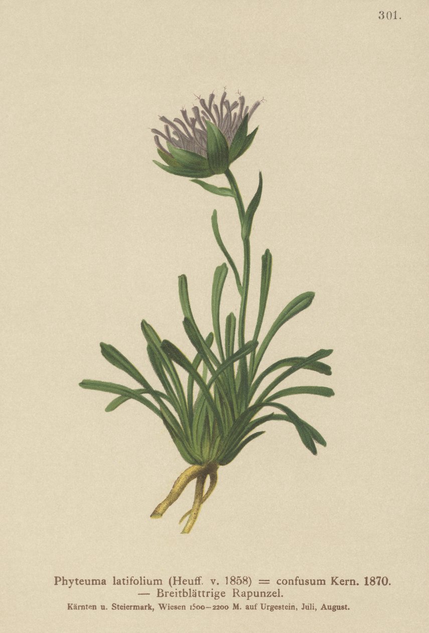 Forvirret rampion (Phyteuma confusum, Phyteuma latifolium, Phyteuma hemisphaericum av German School