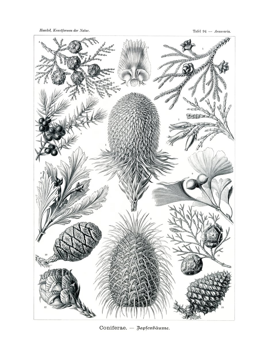 Coniferae, 1899-1904 av German School