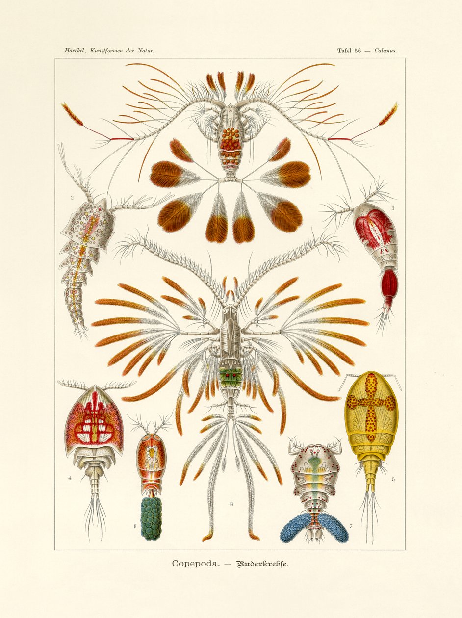 Copepoda, 1899-1904 av German School