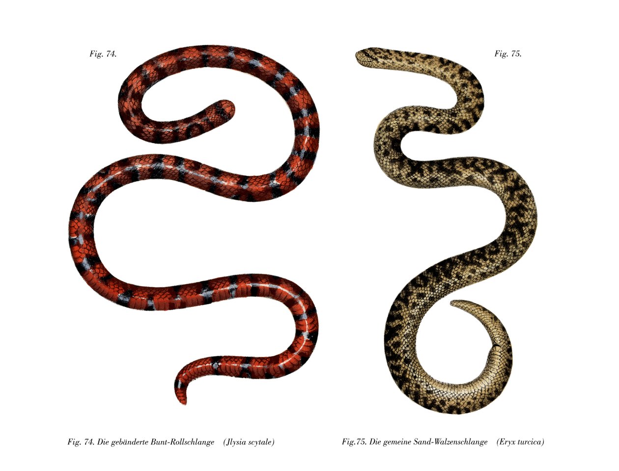 Coral Cylinder Snake (farge litho) av German School