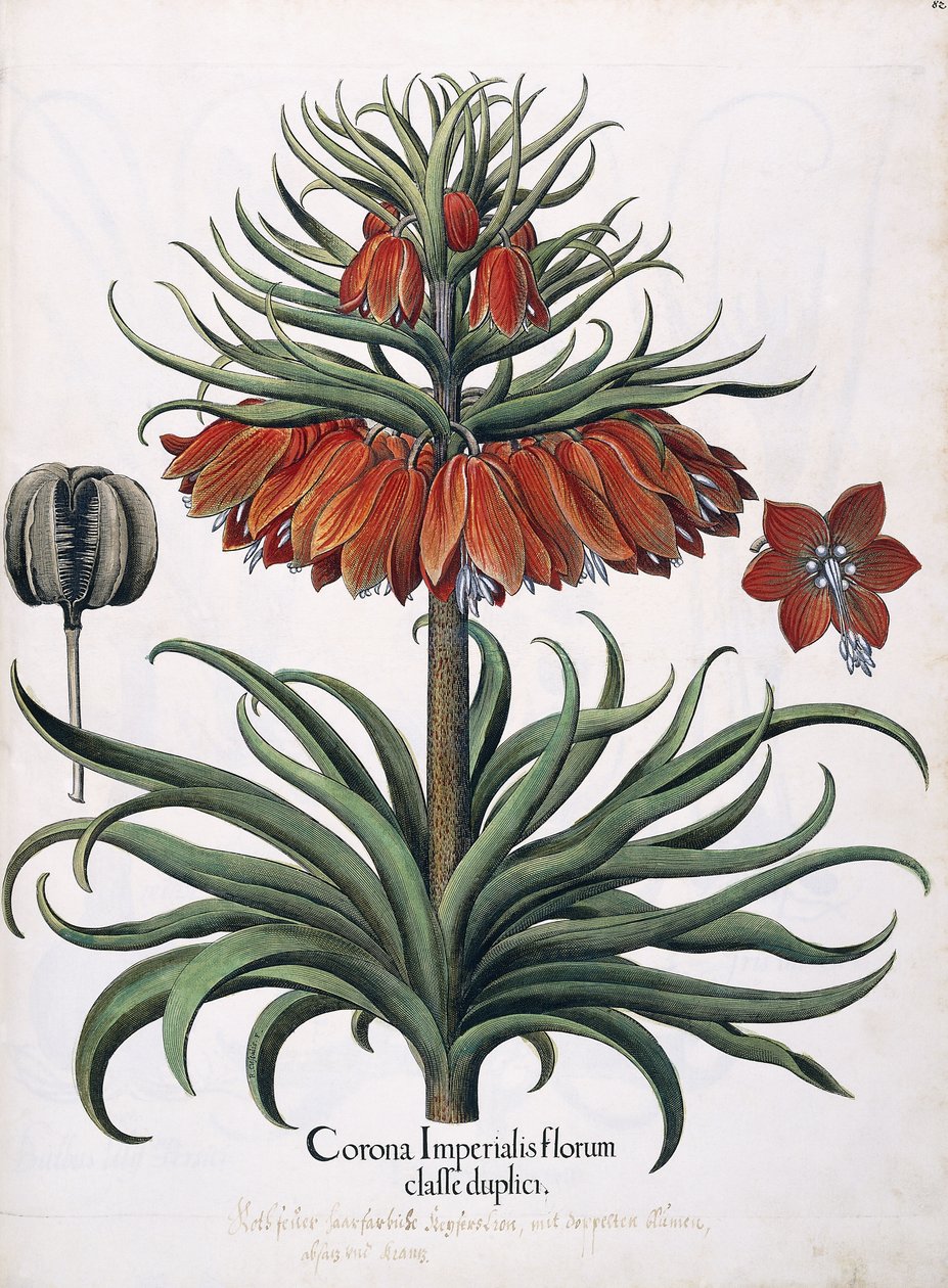 Krone av keiserlige blomster, 1613 av German School