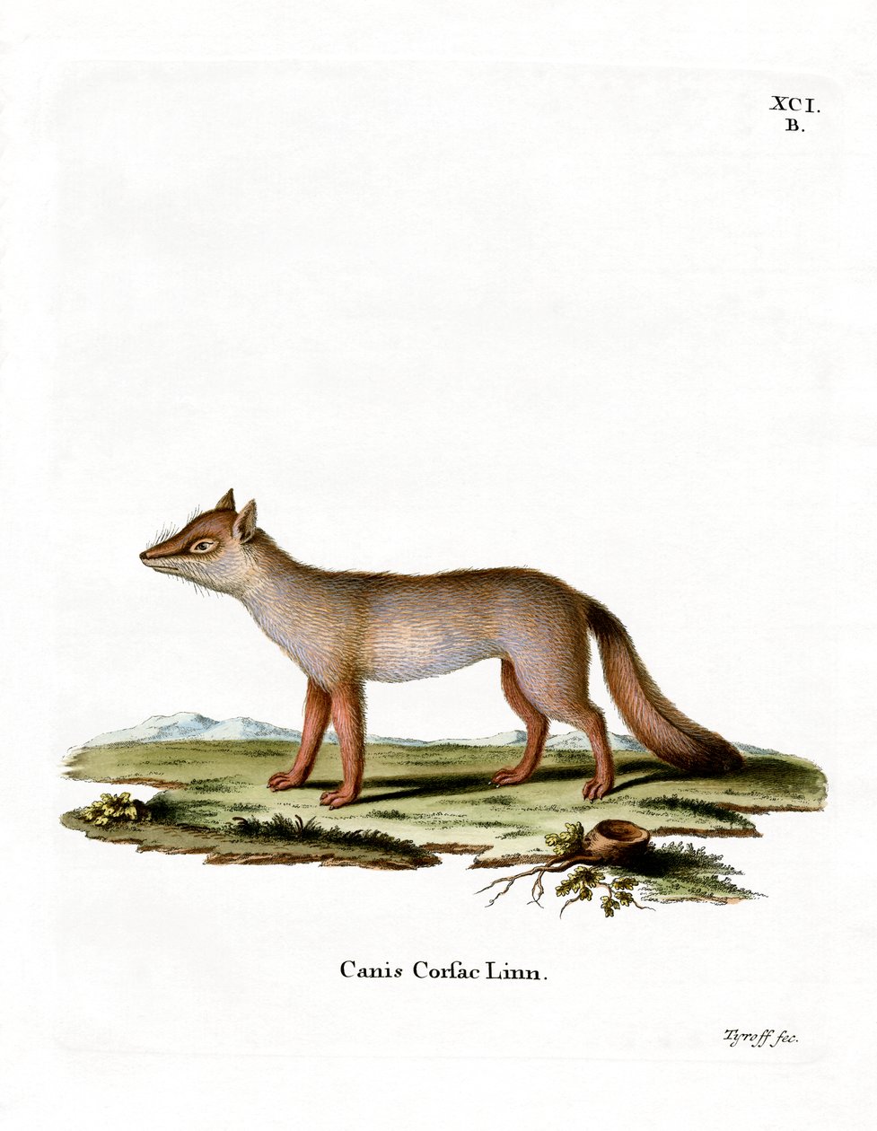 Corsac Fox (farget gravering) av German School