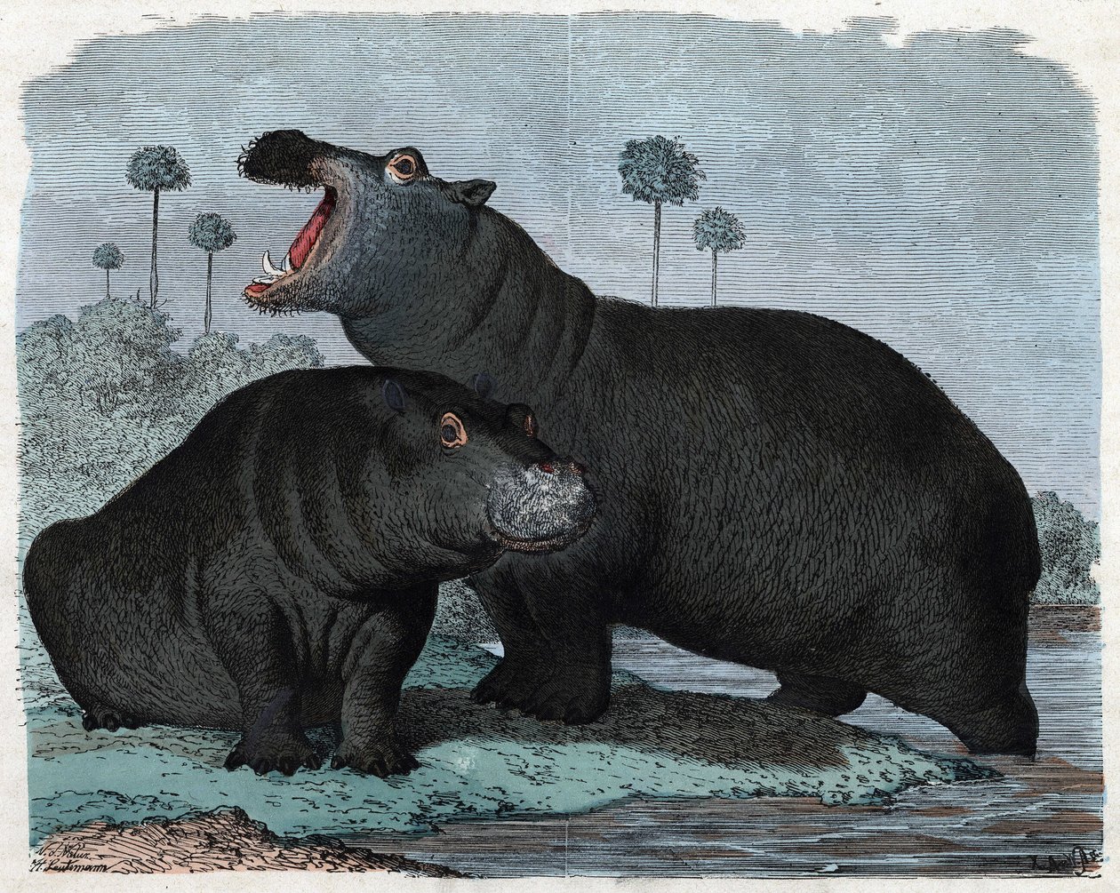 Couple of Hippotamus. In “” Wenn Jemand eine Reise thut, so kann er was erzahlen”” (When someone travels, this is what he can tell), German tale by Franz Wiedemann av German School