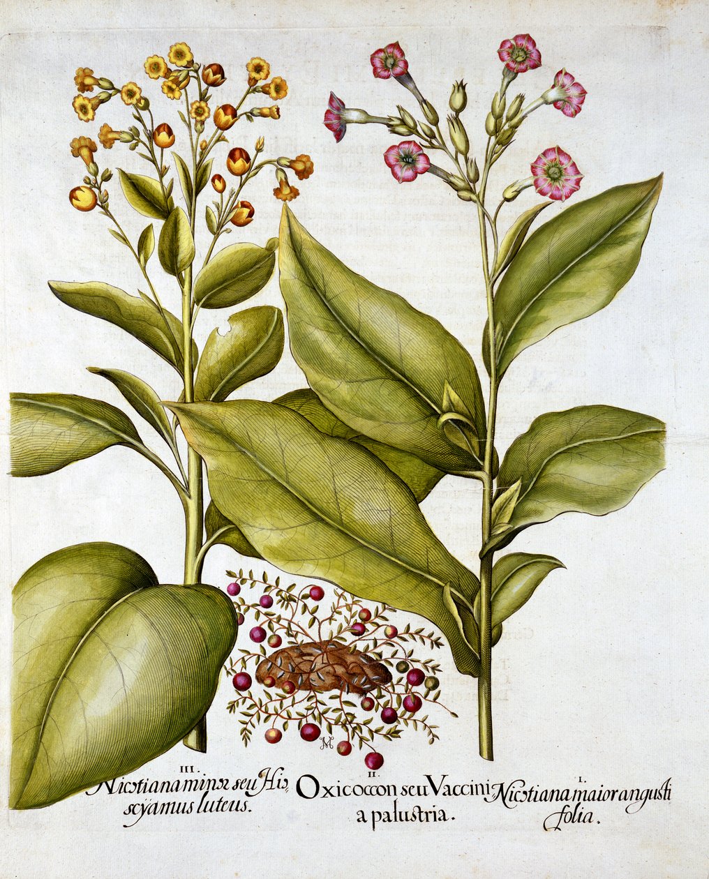 Tranebær og blomstrende tobakk, fra Hortus Eystettensis, av Basil Besler (1561-1629), pub. 1613 (håndfarget gravering) av German School