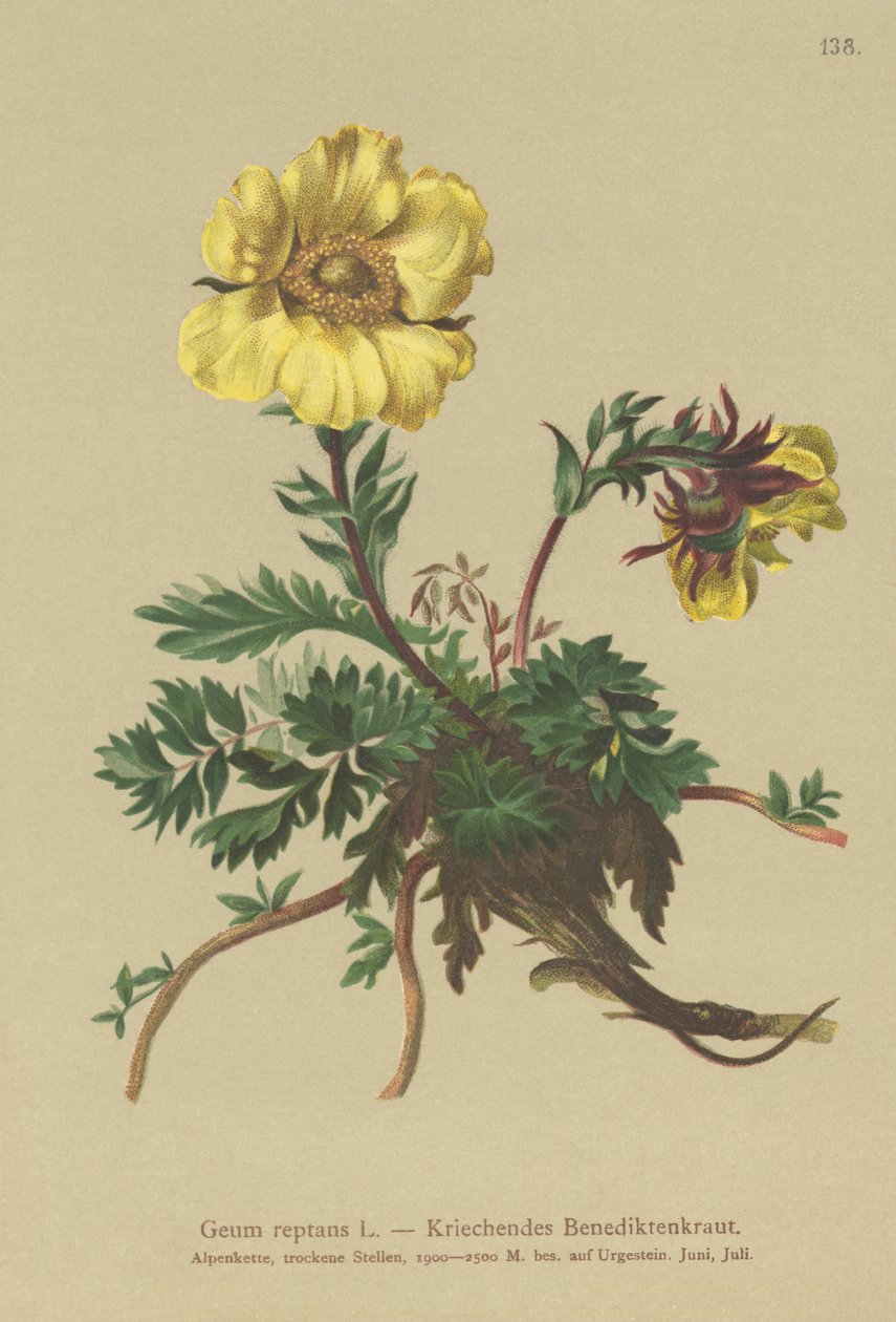 Creeping Avens (Geum reptans) av German School