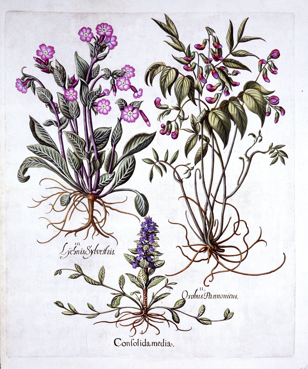 Creeping Bugle, Spring Vetch and Red Campion, fra Hortus Eystettensis, av Basil Besler (1561-1629), pub. 1613 (håndfarget gravering) av German School