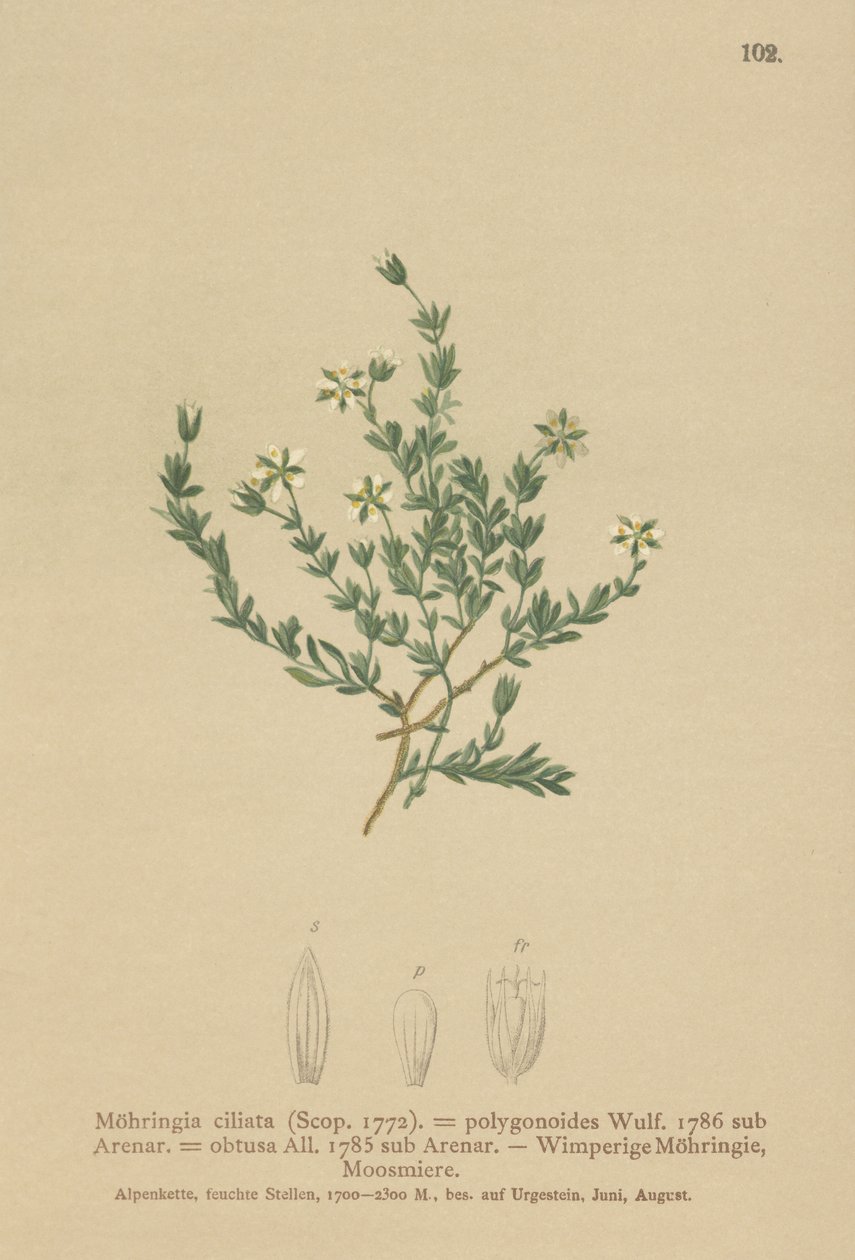 Krypende sandurt (Moehringia ciliata, Moehringia polygonoides, Arenaria obtusa) av German School