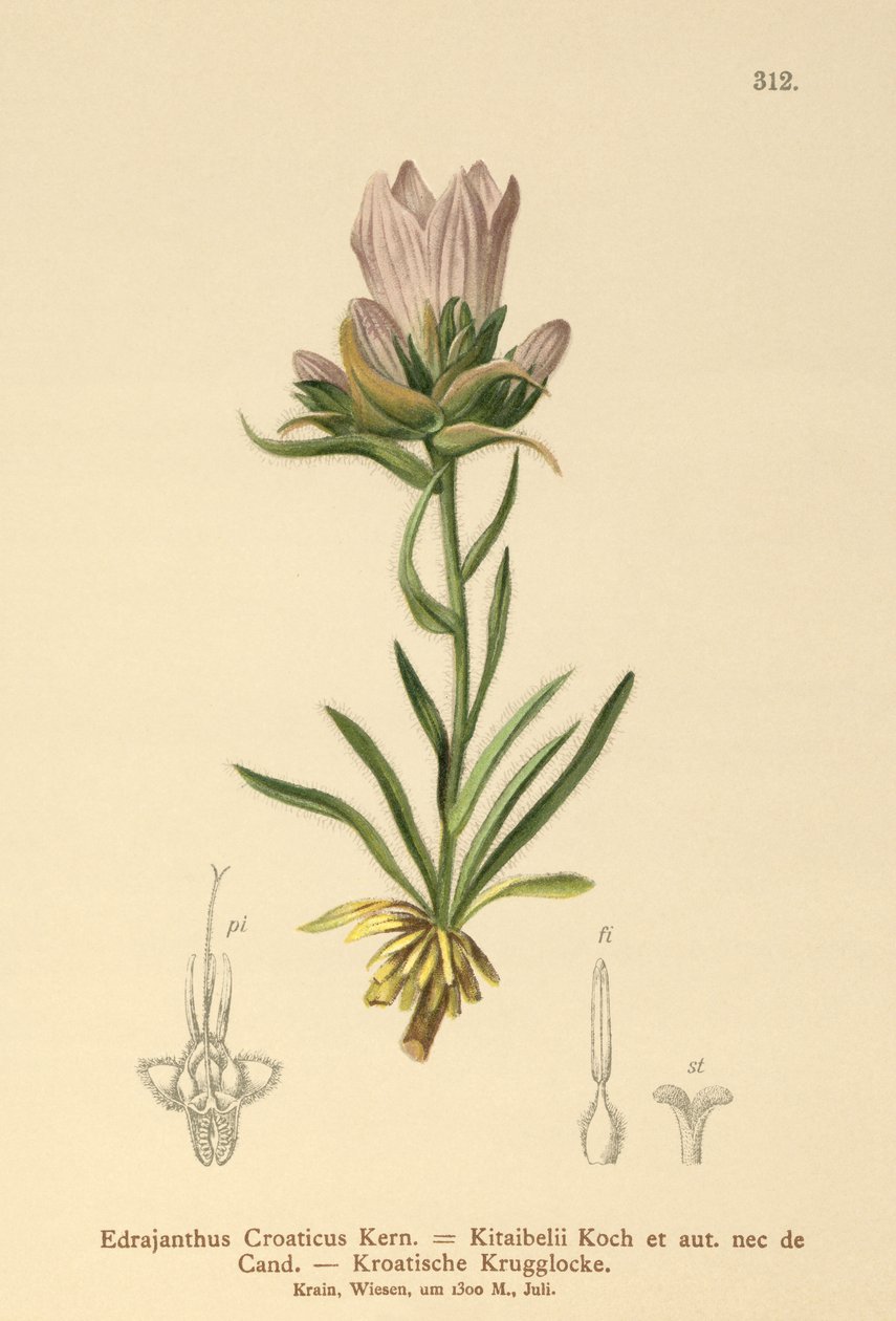 Kroatisk gressklokke (Edrajanthus Croaticus, Edraianthus croaticus, Edraianthus Kitaibellii, Edraianthus graminifolius, Edraianthus albanicus, Wahlenbergia graminifolia) av German School