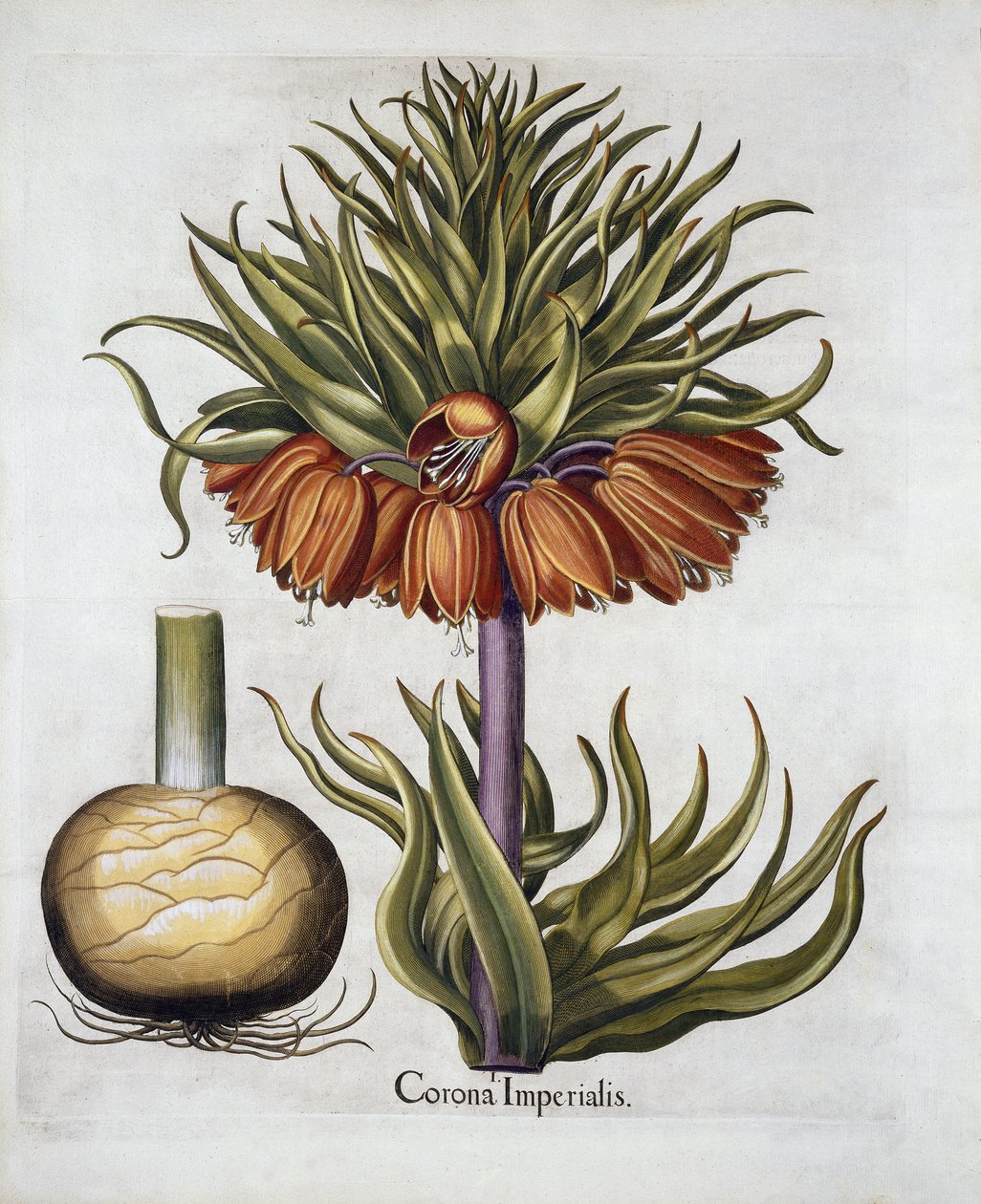 Crown Imperial kalt Fritillaria, fra Hortus Eystettensis, av Basil Besler (1561-1629) pub. 1613 av German School