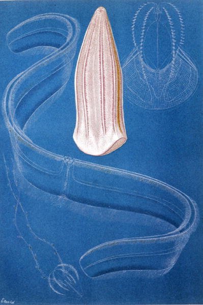 Ctenophores, plate fra "Brehms Tierleben: Allgemeine Kunde des Tierreichs", vol.10, s.546, utgitt av Bibliographisches Institut av German School