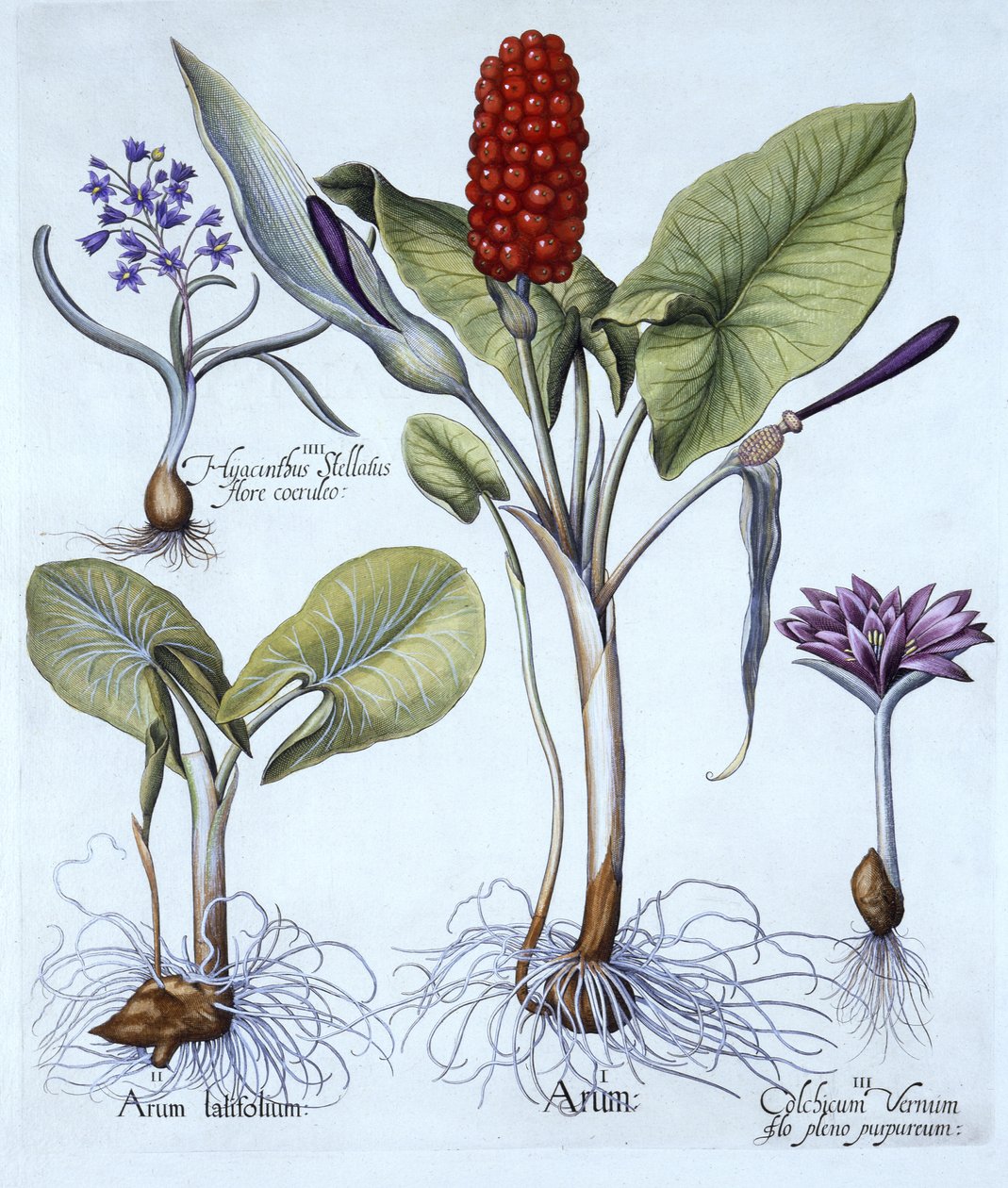 Cuckoo Pint, Spring Meadow Saffron, Star Hyacinth, fra Hortus Eystettensis, av Basil Besler (1561-1629), pub. 1613 (håndfarget gravering) av German School