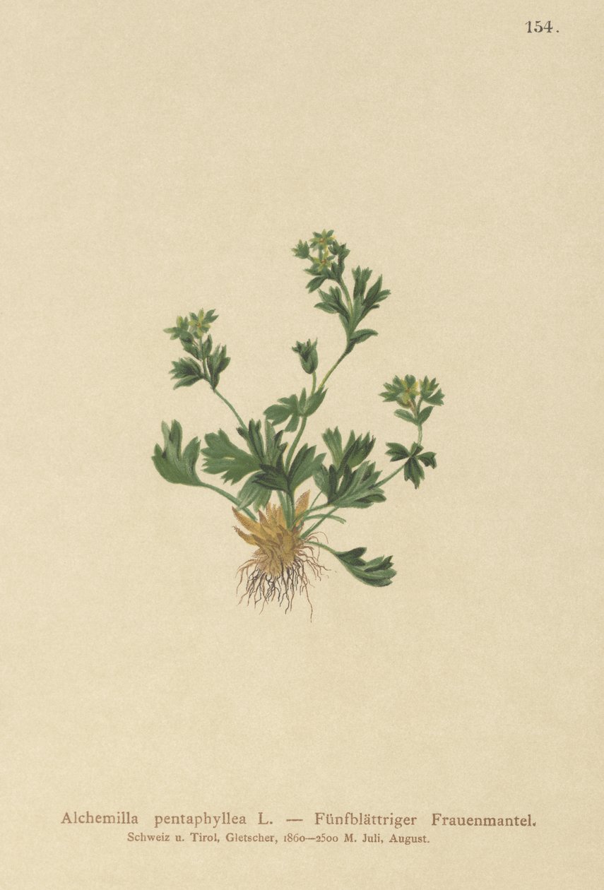 Cut Leaved Lady