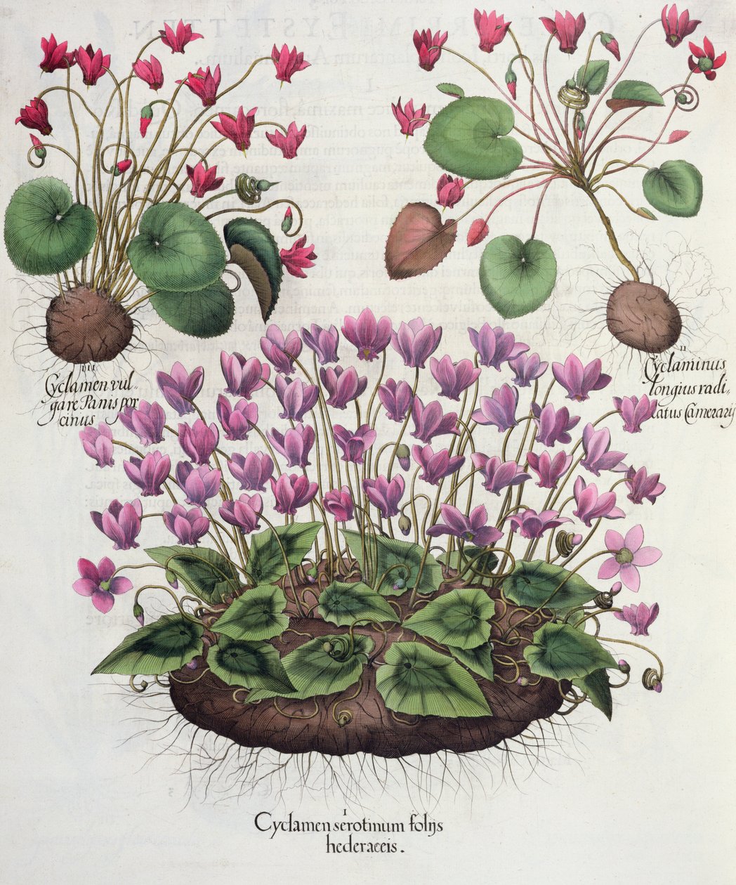 Cyclamen: 1. Cyclamen serotinus med eføyblader; 2. Cyclaminus rotfestet lengre enn Chamberlains; 3. Cyclamen vulgare Panis porcinus, fra Hortus Eystettensis av Basil Besler (1561-1629), pub. 1613 (eng av German School