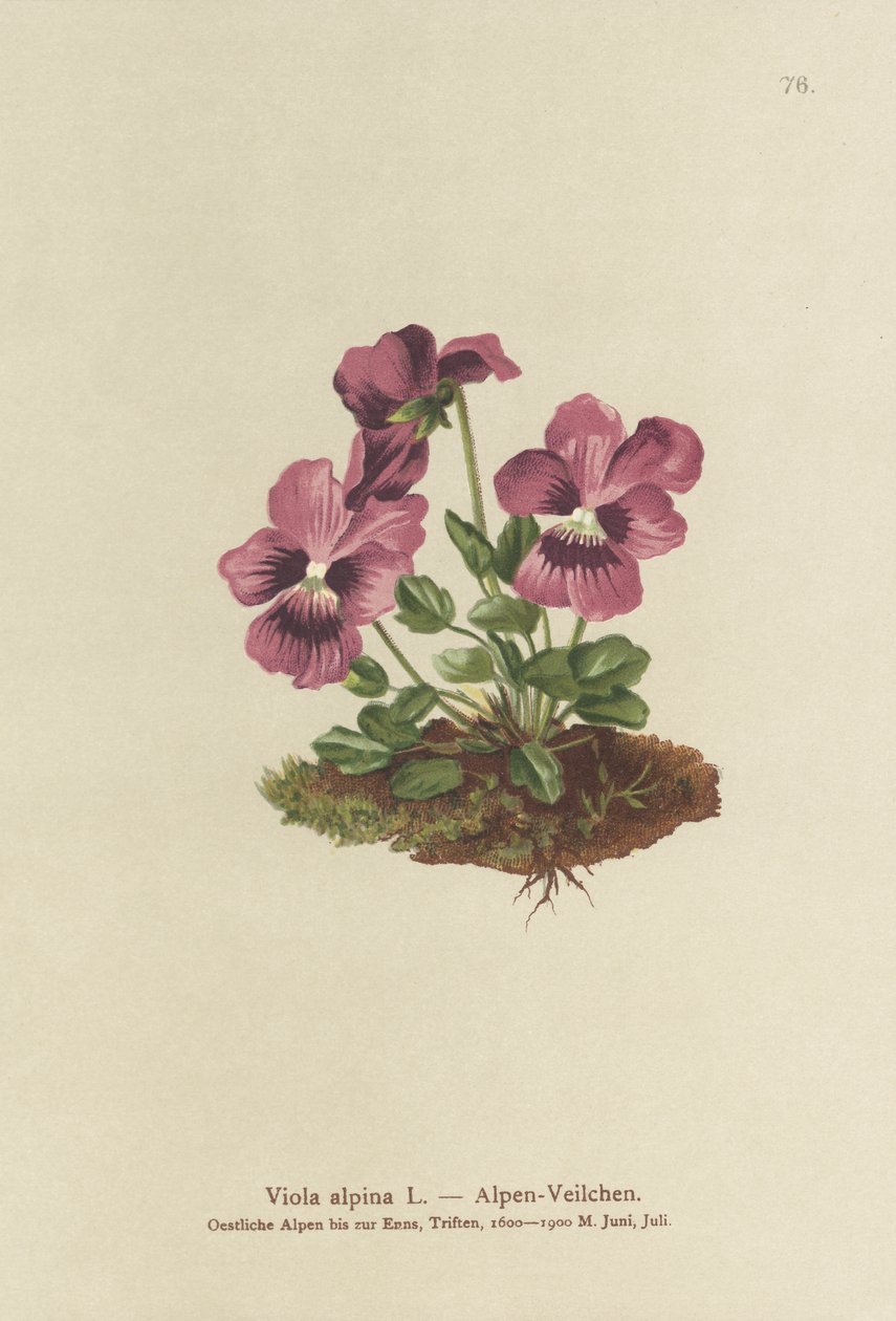 Cyclamen, alpefiol (Viola alpina) av German School