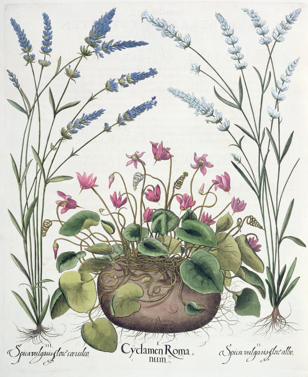 Cyclamen og lavendel: 1.Cyclamen Romanum; 2. Spica vulgaris hvit blomst; 3. Spica vulgaris med en blå blomst, fra Hortus Eystettensis av Basil Besler (1561-1629), pub. 1613 av German School