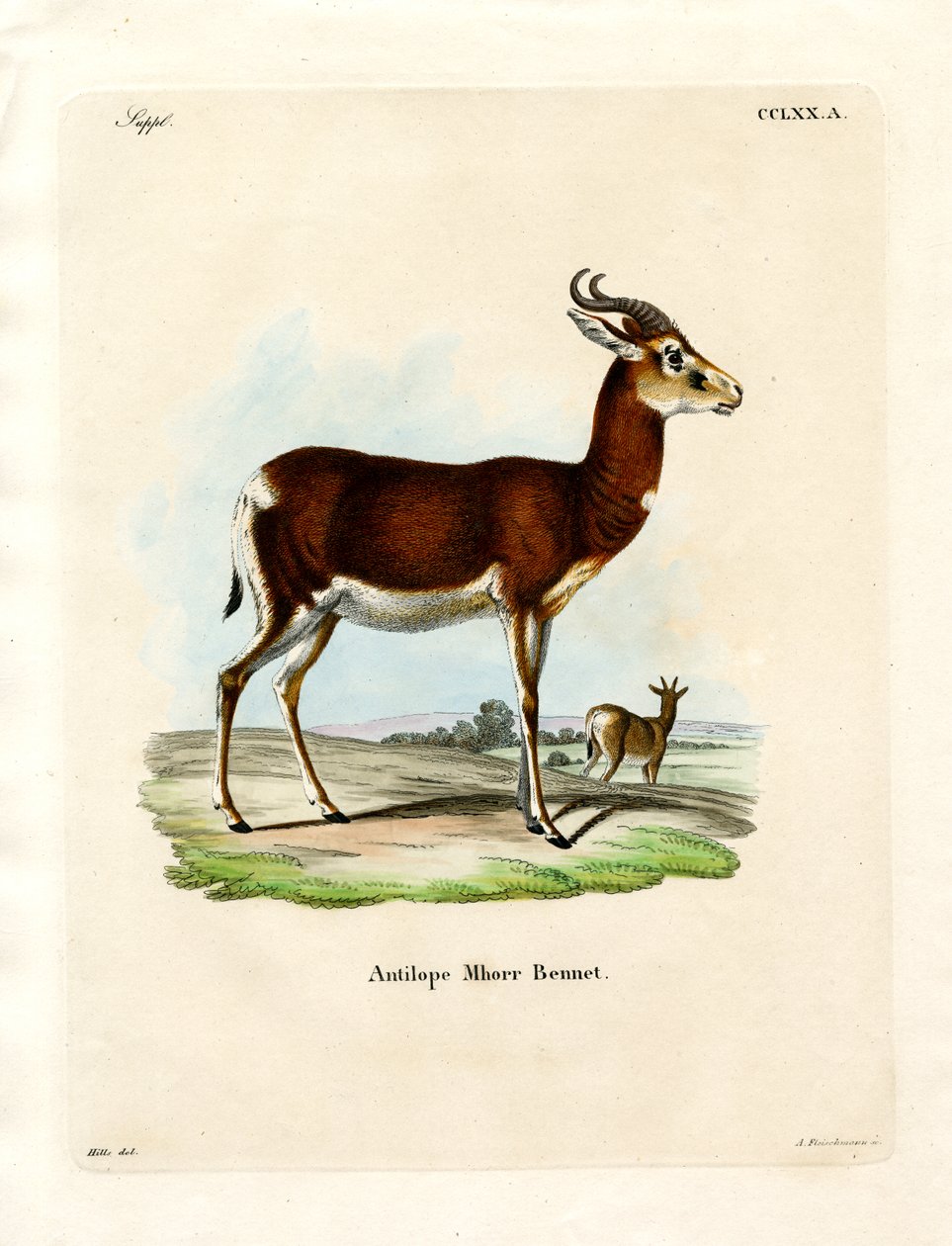 Dama Gazelle (farget gravering) av German School