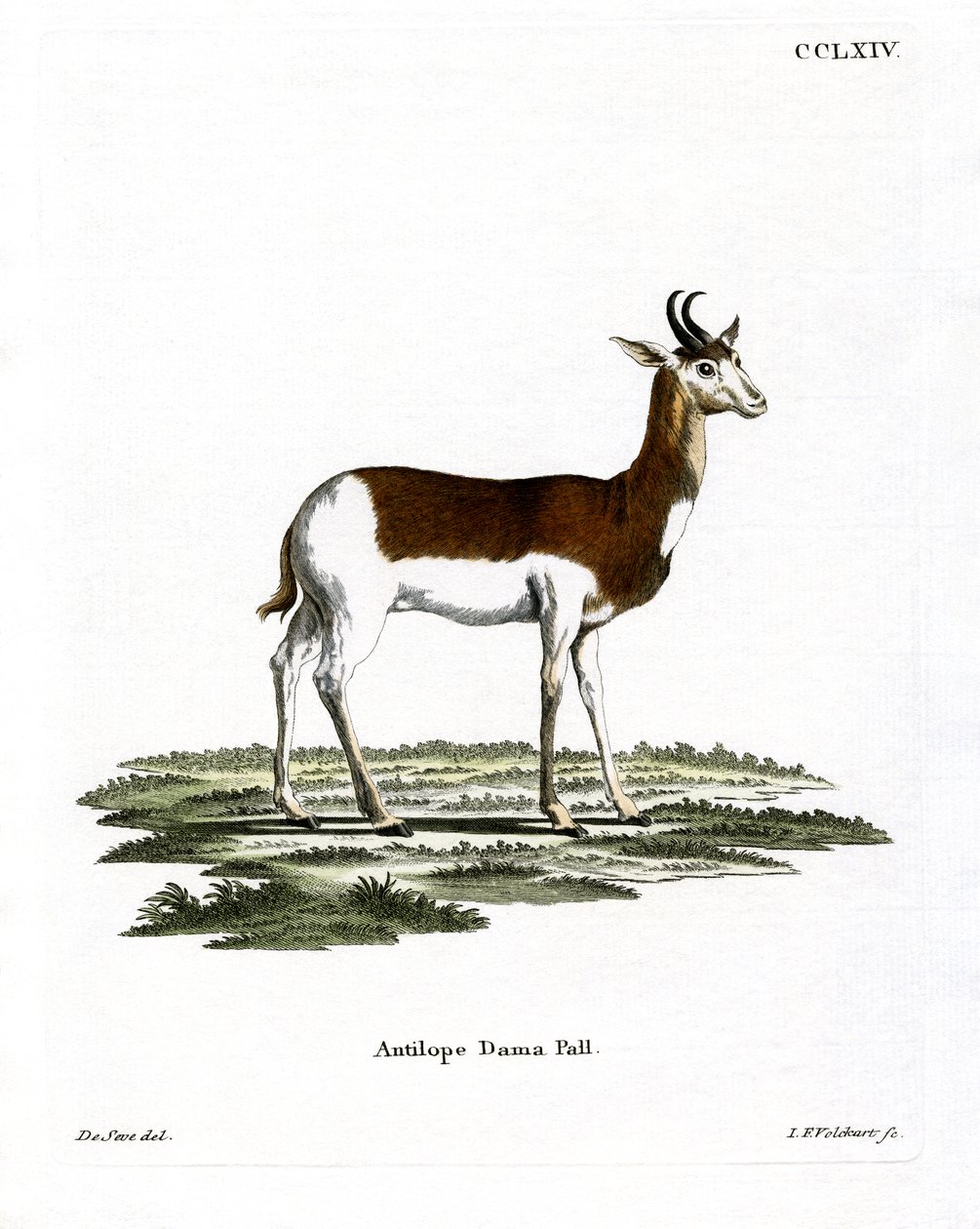 Dama Gazelle (farget gravering) av German School