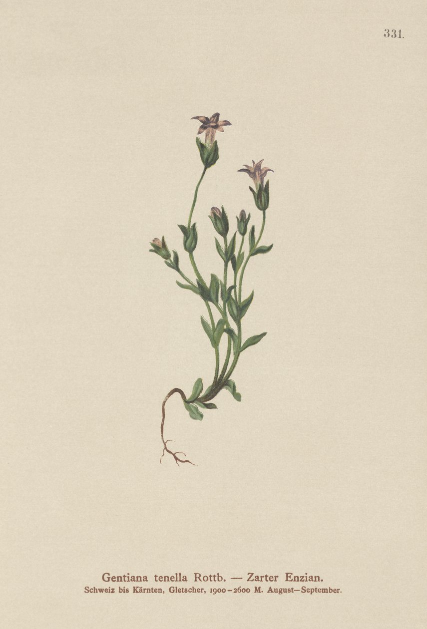 Dansk dverggentian (Gentiana tenella, Gentianella tenella, Comastoma tenellum) av German School