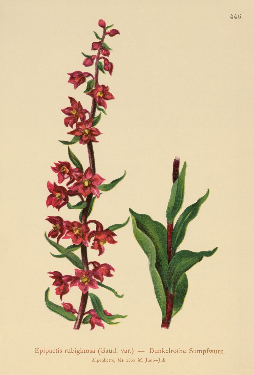 Mørkerød Helleborine (Epipactis atrorubens, Epipactis rubiginosa) av German School
