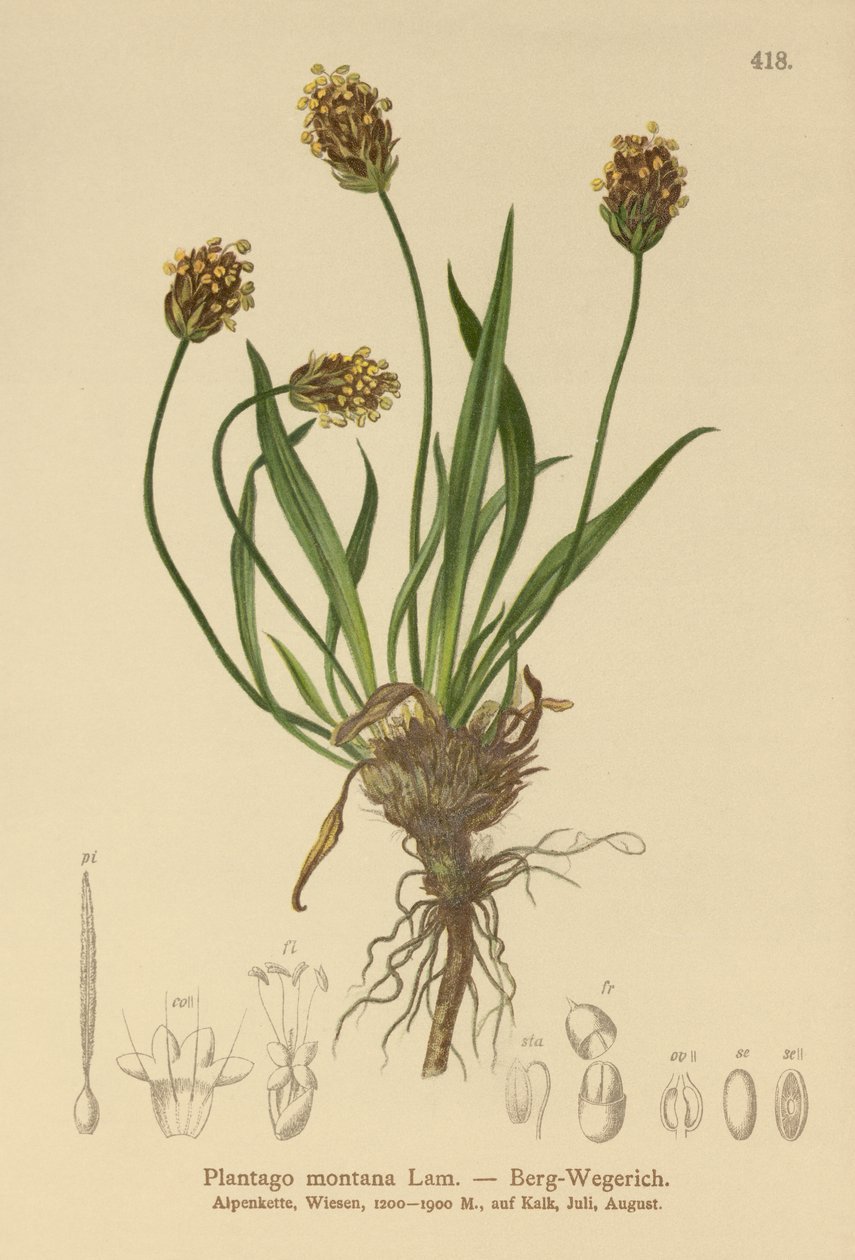 Mørk groblad (Plantago atrata, Plantago montana) av German School