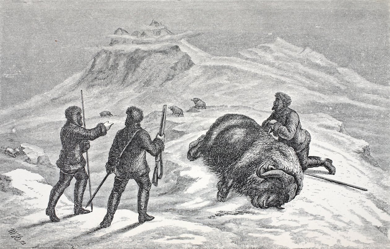 Moskusoksens død, pub. London 1874 av German School