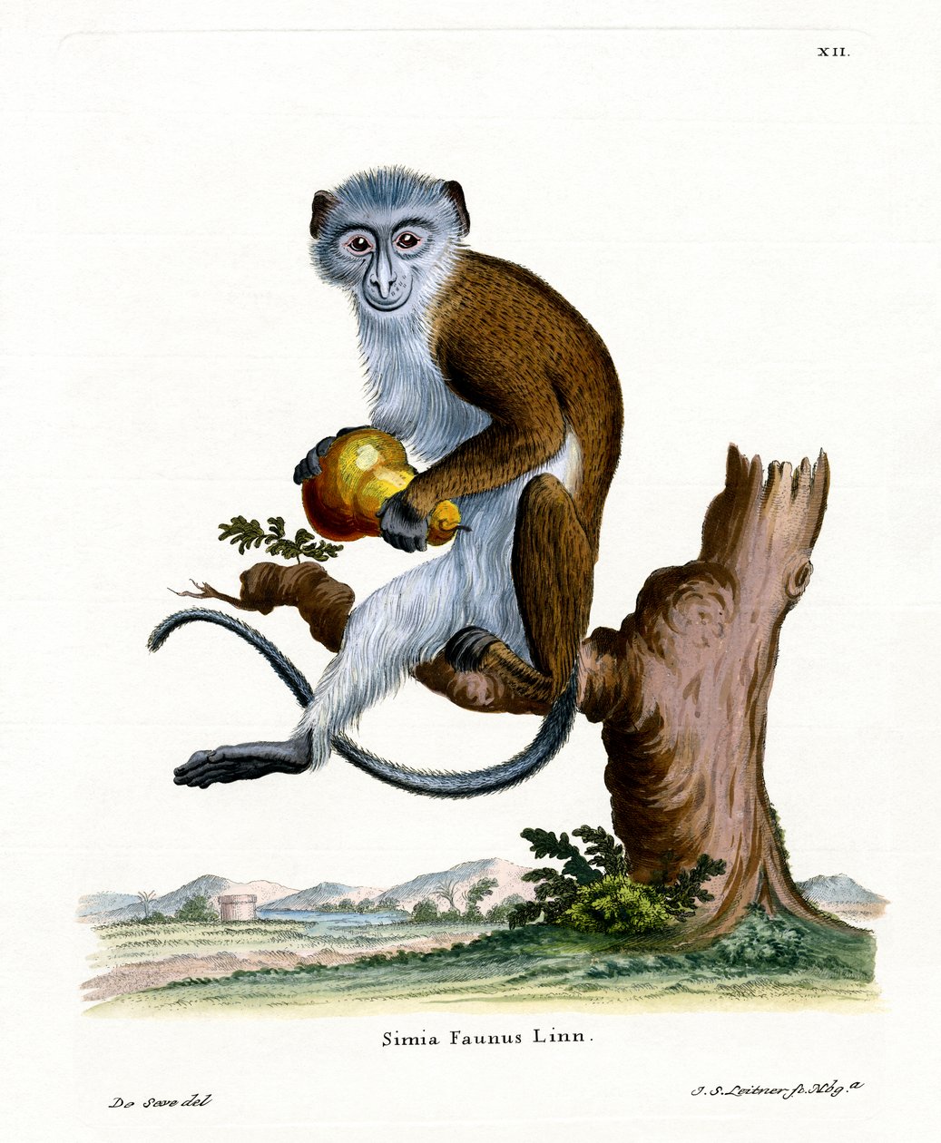 Diana Monkey (farget gravering) av German School
