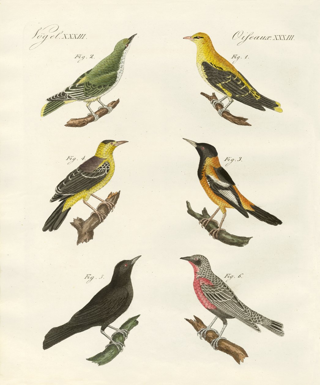 Ulike typer gylden oriole av German School